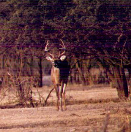 [Great young buck that will be a fine trophy if given time to mature]