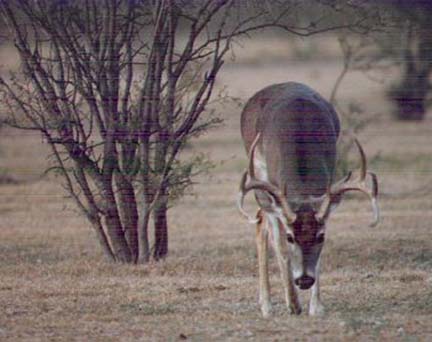 [Here is a large buck with his nose to the ground trailing a doe that came by a few minutes earlier]