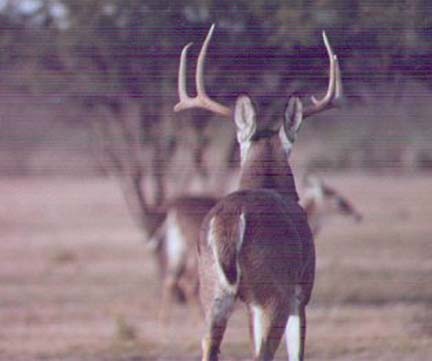 [Here is a large buck going away from me, note how wide he looks from this angle, his spread is only 20