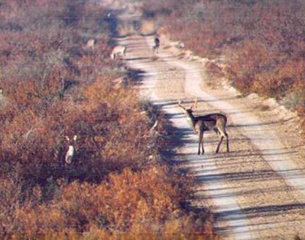 [View of Mexican sendero filled with deer as seen from a truck mounted tripod]