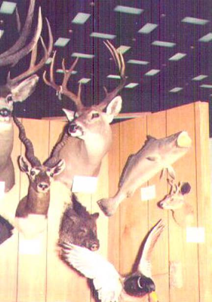 [The big white-tail on the display board at the Houston Sports Show was taken by Venado in south Texas]