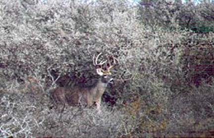 [Del Rio 11 pt buck chasing does and coming to the rattling horns.]