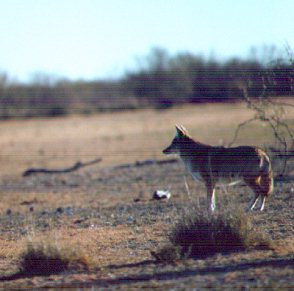 coyote1.jpg