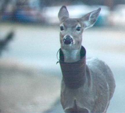 [Here is a doe that stuck her head through a bucket and got it stuck around her neck.]
