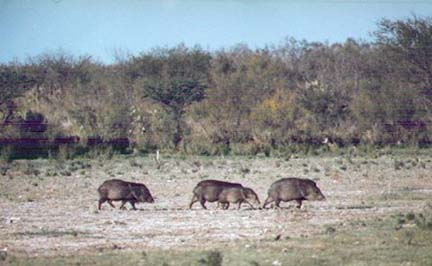 [Typical Javelina family group crossing an open area in Mexico]