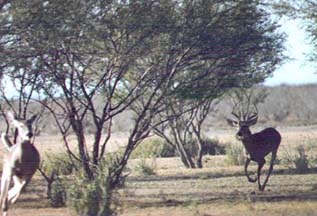 Buck chasing a doe on the edge of a laguna in Mexico (linkbuck026.jpg)